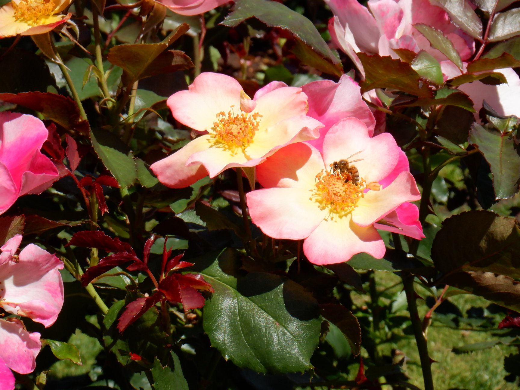 Pink and yellow roses with a small bee perched in the center of one. 