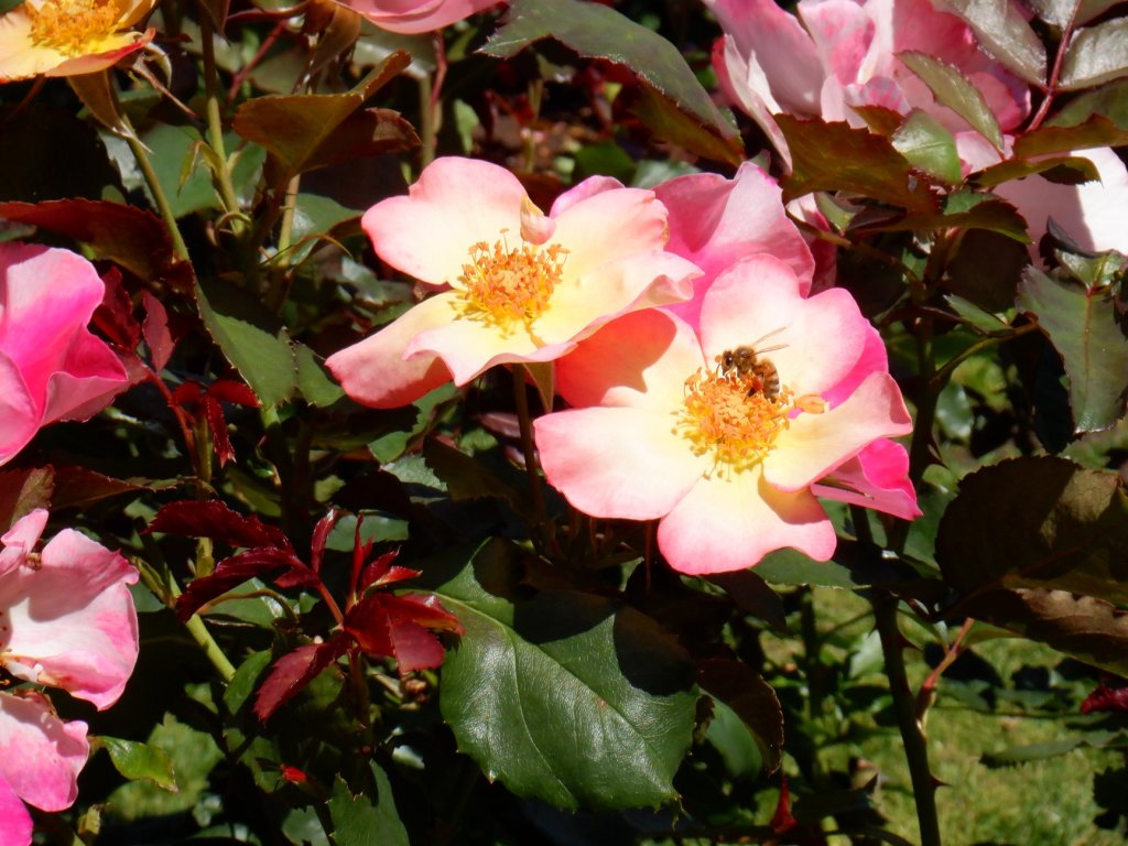 Creating Through Pain